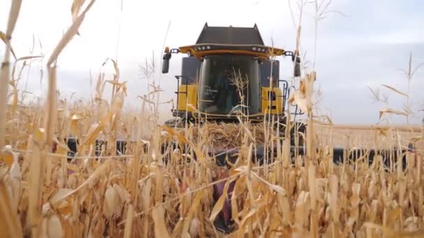 Front View Grain Harvester Gathering Maize Crop Farmland Combine Cutting — Stock Video