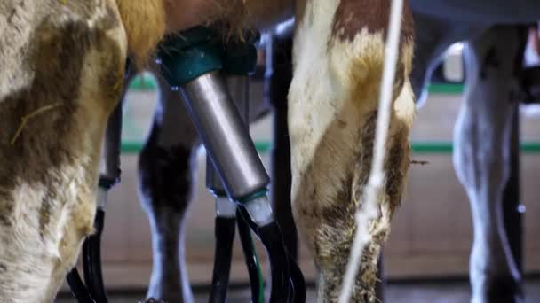 Nahaufnahme Des Melkvorgangs Der Kuh Durch Automatisches Industrielles System Auf — Stockvideo