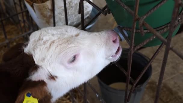 Маленька Дитина Ссавців Висмоктує Молоко Відра Соску Паркані Коров Ячому — стокове відео