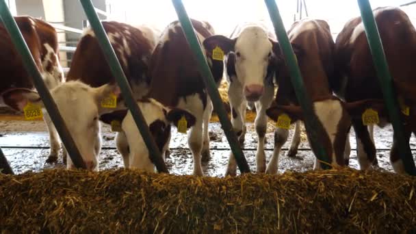 Vacas Curiosas Olham Para Câmara Comer Feno Quinta Leiteira Pequenos — Vídeo de Stock