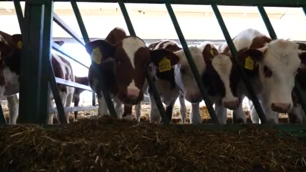 Fila Gado Alimentado Por Grama Seca Estábulo Vacas Curiosas Olham — Vídeo de Stock