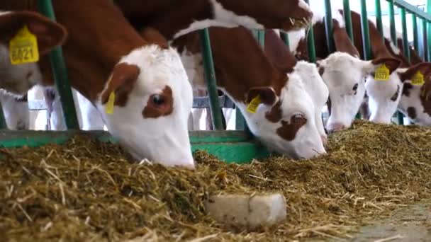 Små Kalvar Äter Moderna Ladugårdar Nötkreatur Som Tuggar Ensilage Mjölkfabriken — Stockvideo