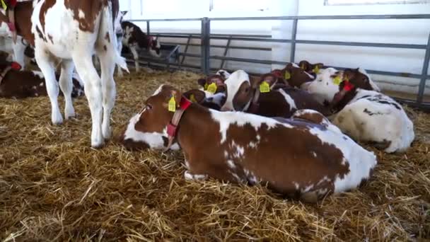 在现代奶牛场 成群可爱的小奶牛站在围场里躺着 在牛奶厂 漂亮的小牛犊躺在稻草上 农业和畜牧业的概念 慢动作 — 图库视频影像