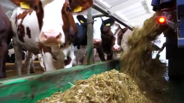 拖拉机在牛奶厂把青贮饲料撒向奶牛群 友好的哺乳动物在牛棚吃新鲜饲料 农业和畜牧业的概念 慢动作 — 图库视频影像