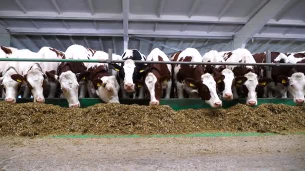 Rij Rundveevoer Kauwen Melkfabriek Nieuwsgierige Koeien Kijken Camera Etend Hooi — Stockvideo