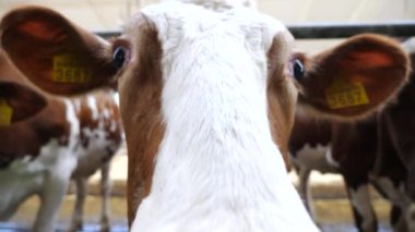 Meraklı, dost canlısı bir hayvan kameraya bakar ve sığır çiftliğine büyük ıslak bir burunla koklar. Süt çiftliğinde merakını gösteren şirin süt ineği. Çiftlik hayvancılığında tarım sektörü kavramı. Kapat..