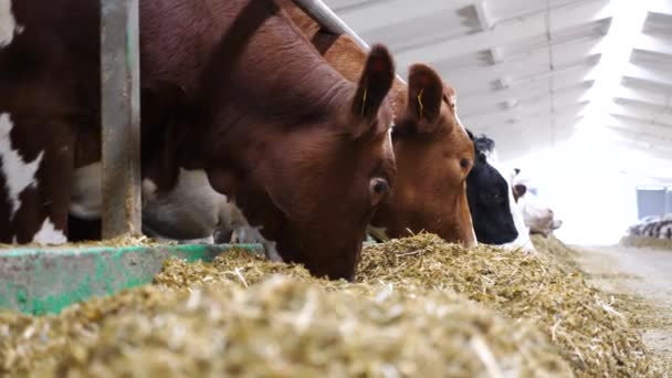 Close Vacas Comendo Silagem Moderna Fazenda Laticínios Longa Fila Forragens — Vídeo de Stock