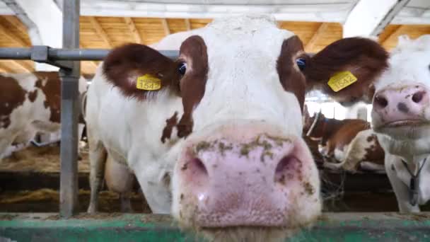 好奇的奶牛看着相机 用一个湿透了的大鼻子嗅着奶牛场 可爱友善的动物对牛舍表现出好奇心 农业和畜牧业 靠近点 — 图库视频影像