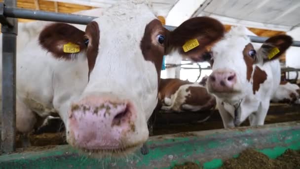 カメラを見て 酪農場で大きな湿った鼻でそれを嗅ぐ好奇心旺盛な牛乳牛 家で好奇心を示すかわいいフレンドリーな動物 農業と畜産業 閉じろ — ストック動画