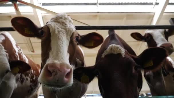 Portret Van Zoogdieren Stal Modern Melkveebedrijf Nieuwsgierige Koeien Kijken Melkfabriek — Stockvideo