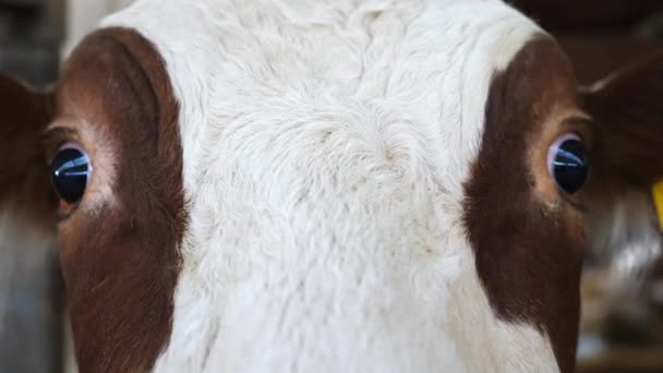 靠近可爱的奶牛的眼睛 看着牛奶厂的相机 在奶牛场看到好奇友善的哺乳动物 牛棚里有趣的母牛的画像 畜牧业中的农产企业概念 — 图库视频影像
