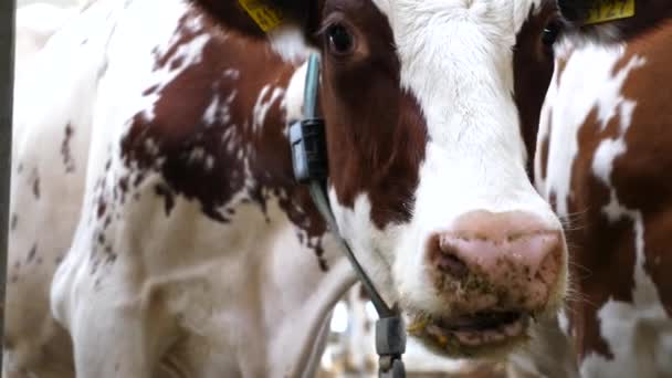 Retrato Mamífero Establo Granja Lechera Moderna Vaca Curiosa Mira Cámara — Vídeos de Stock