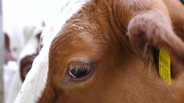 Cerca Ojo Linda Vaca Marrón Fábrica Leche Vista Animal Mamífero — Vídeo de stock