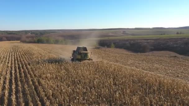 Veduta Aerea Combinare Raccolta Mais Grano Raccolto Terreni Agricoli Sorvolando — Video Stock