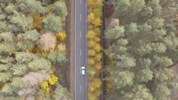 White Car Riding Countryside Road Autumn Season Auto Driving Rural — Stock video