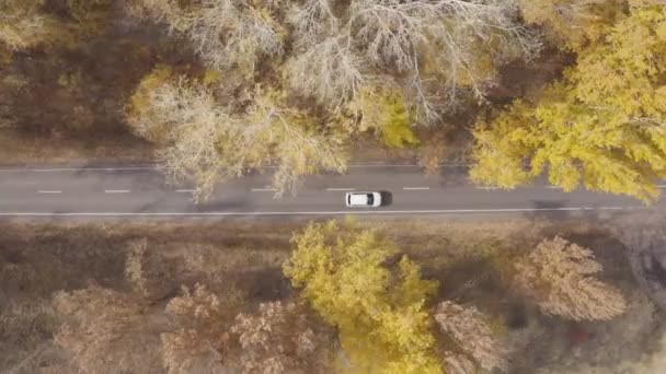 Cestování Autem Podzim Autem Venkovské Trase Žlutém Podzimním Lese Bílé — Stock video