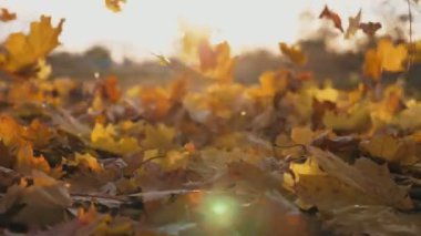 Sarı sonbahar yaprakları yavaş yavaş dökülüyor. Toprak canlı yapraklarla kaplıydı. Parlak günbatımı ışığı düşen yaprakları aydınlatır. Renkli sonbahar sezonu. Yavaş çekim. Yakın çekim..