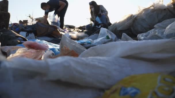 Junges Paar Handschuhen Sammelt Müll Säcken Auf Einer Wiese Straßenrand — Stockvideo