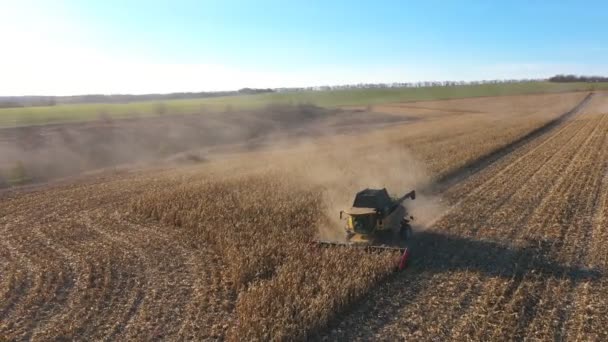 Верхний Вид Комбинирует Сбор Кукурузы Пшеницы Пролетая Над Комбайнами Проезжаете — стоковое видео
