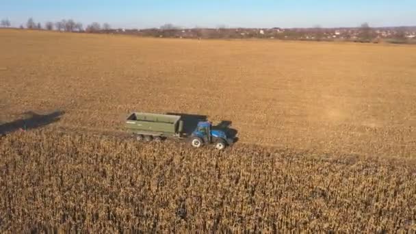 Вид Воздуха Трактор Перевозящий Кукурузу Пшеницу Поле Время Уборки Летает — стоковое видео