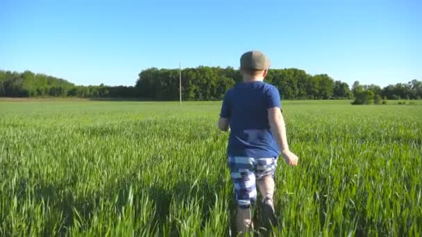 Следом Счастливым Мальчиком Бежит Полю Зеленой Пшеницей Солнечный Жаркий День — стоковое видео