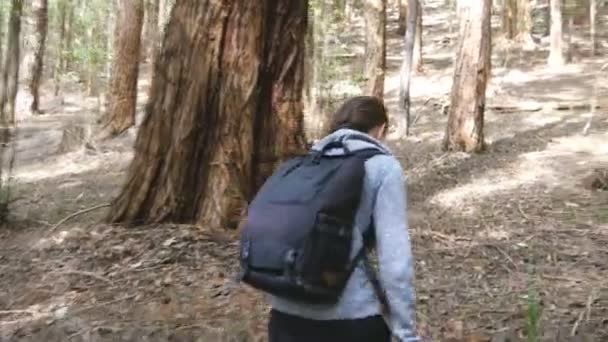 Joven Turista Con Mochila Caminando Por Bosque Mochilera Que Atraviesa — Vídeo de stock