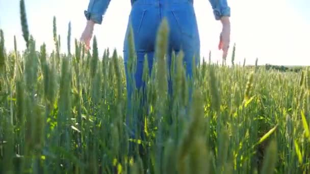 Atraktivní Štíhlá Žena Stojící Poli Zelenou Pšenicí Zvedající Ruce Nerozpoznatelná — Stock video