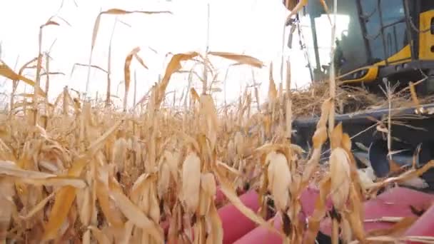 Feche Cabeçalho Colheitadeira Coletando Milho Terras Agrícolas Combine Corte Talos — Vídeo de Stock