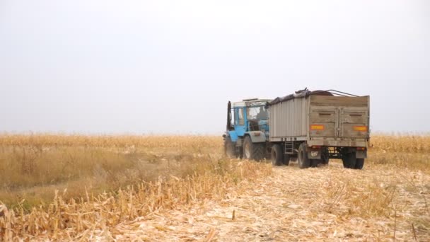 Grande Trator Carga Transportando Colheitas Recolhidas Campo Máquina Agrícola Dirigindo — Vídeo de Stock
