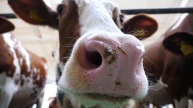 Meraklı, dost canlısı bir hayvan kameraya bakar ve sığır çiftliğine büyük ıslak bir burunla koklar. Süt çiftliğinde merakını gösteren şirin süt ineği. Çiftlik hayvancılığında tarım sektörü kavramı. Kapat..