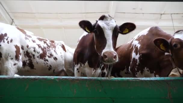 Blisko Ciekawy Krowy Stojącej Straganie Nowoczesnym Gospodarstwie Mleczarskim Rząd Bydła — Wideo stockowe
