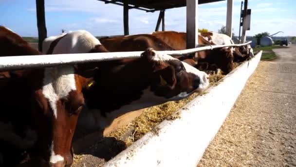 Nieuwsgierige Koeien Kijken Camera Melkveehouderij Goed Verzorgde Kines Die Hooi — Stockvideo