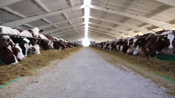 Câmera Movendo Longo Caminho Cowshed Com Gado Que Comer Feno — Vídeo de Stock