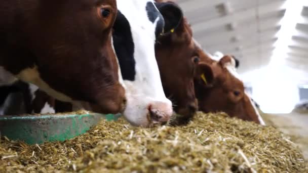 在现代奶牛场上 有许多奶牛正在吃青贮饲料 在牛奶厂 一排排的牛在咀嚼饲料 成群的母牛在牛棚用干草喂食 农业和畜牧业 — 图库视频影像