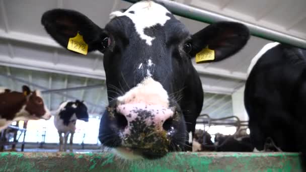 Vaca Leiteira Curiosa Olhando Para Câmera Cheirando Com Grande Nariz — Vídeo de Stock