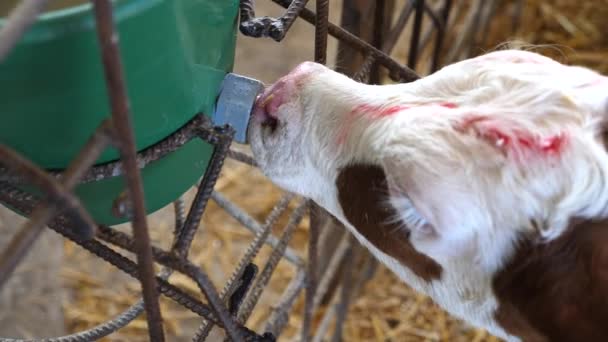 젖꼭지를 울타리에 젖꼭지로 젖먹이를 빨아먹는 포유류 농장의 방목장에서 젖소를 마시고 — 비디오