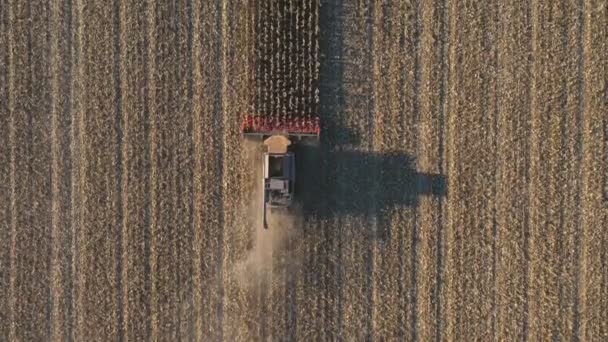 收集玉米或小麦作物的最佳组合视图 飞越收割机慢慢地骑在收割大麦或玉米茎的田里 在农场工作的农业机械 收获概念 空中射击 — 图库视频影像