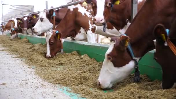 奶牛在现代奶牛场吃新鲜的青贮 牛奶厂的一排牛在咀嚼饲料 成群的母牛在牛棚用干草喂食 畜牧业中的农产企业概念 慢动作 — 图库视频影像