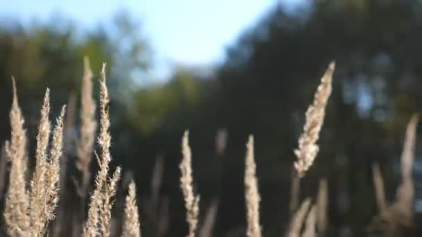 Teplé Letní Slunce Osvětluje Divokou Polní Trávu Zavřít Luční Rostliny — Stock video