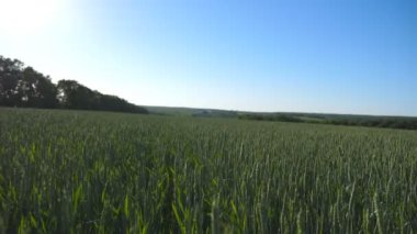 Mavi gökyüzünün altında rüzgarda savrulan buğday sapları. Mısır gevreği, güneşli yaz günlerinde çayırda esen meltemde sallanır. Güzel doğa manzarası. Kapat..