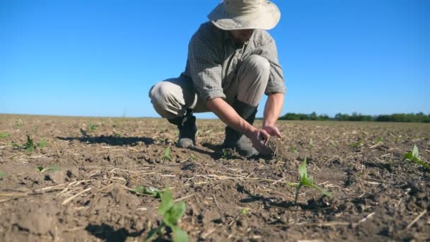年轻的男农夫拿着手干土 用他的手指在田野上用向日葵的小绿芽把它倒回来 农业经营理念 低角度视图关闭慢动作 — 图库视频影像
