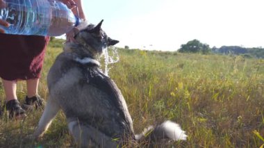 Erkek elleri, güneşli bir günde sibirya köpeğini çayır suyuyla şişeden döküyor. Islak köpek tarladaki kürkünden su damlalarını silkeliyor. Arka planda güzel bir doğa. Yavaşça kapat..