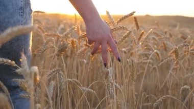 Genç bir kız altın tarlasında yürüyor ve gün batımında çavdarı okşuyor. Çayırda yetişen olgun buğdayların üzerinde hareket eden kadın elinin arkası güneş ışığıyla kapanıyor. Arka plan Yavaş çekim.