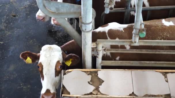 现代农场自动化工业体系对奶牛挤奶工艺的高度关注 乳制品生产厂的机器人技术 商业和畜牧业概念 — 图库视频影像
