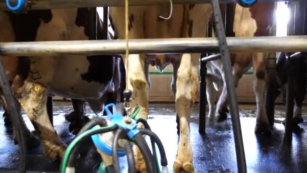 Gado Que Deixa Linha Industrial Máquina Ordenha Fazenda Leite Vacas — Vídeo de Stock