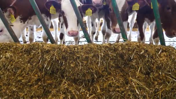 Las Pequeñas Vacas Curiosas Miran Cámara Comiendo Heno Granja Lechera — Vídeo de stock