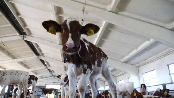 Retrato Pequeno Bezerro Curioso Estábulo Fábrica Leite Bela Vaca Mostrando — Vídeo de Stock