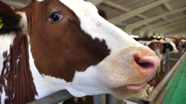 Portrait Curious Cow Stall Modern Dairy Farm Mammal Animal Looks — Stock Video