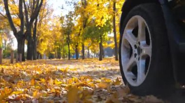 Siyah SUV hızla caddeden geçiyor arkasında toz ve sarı yapraklarla pisti terk ediyor. Güneşli bir günde kentsel sonbahar parkı boyunca güçlü bir araba sürüyor. Manzaralı sonbahar ortamı. Düşük açı görünümü.