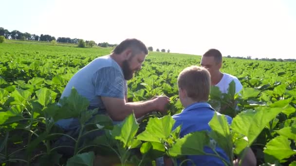 Erkek Çiftçi Iki Oğluna Çayırda Nasıl Ayçiçeği Yetiştirileceğini Anlatıyor Babam — Stok video